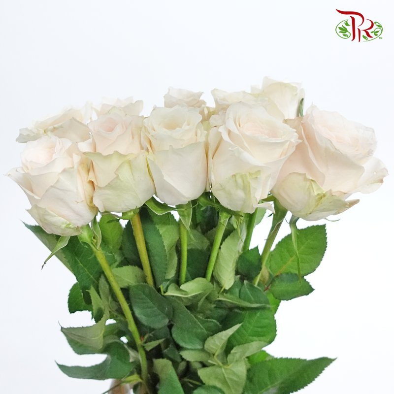 Rose - Libra (10 Stems)-Cream-China-prflorist.com.my