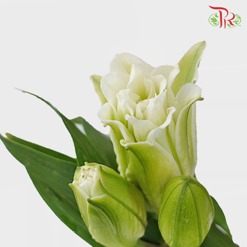 Rose Lily - Aisha / Angella White 3 + - (5 Stems)-White-Vietnam-prflorist.com.my