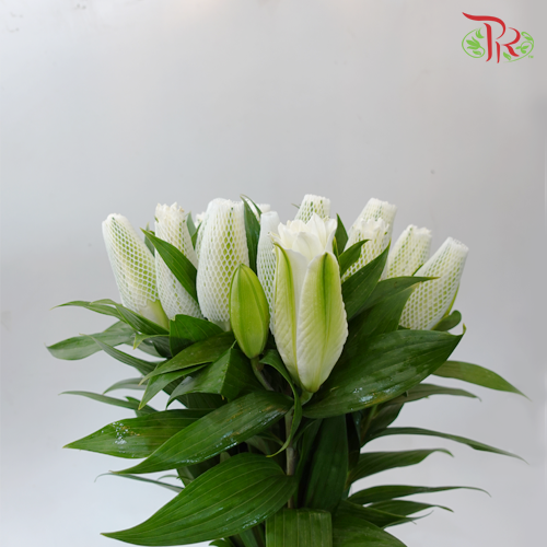 Rose Lily - Aisha / Angella White 3 + - (5 Stems)-White-Vietnam-prflorist.com.my