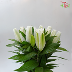 Rose Lily - Aisha/Angella White 4 + - (5 Stems)-White-Vietnam-prflorist.com.my