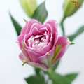 Rose Lily - Ciara / Mara Love / Gentle Breeze 3+ (5 Stems)-Pink-China-prflorist.com.my