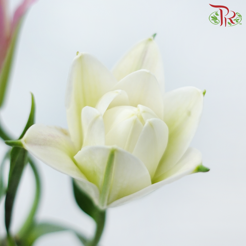 Rose Lily - Ciara / Mara Love / Gentle Breeze 3+ (5 Stems)-Pink-China-prflorist.com.my