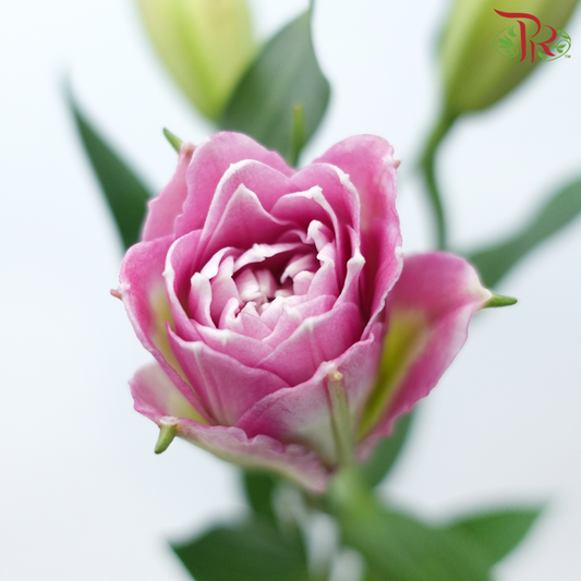 Rose Lily - Ciara / Mara Love / Gentle Breeze / Red Ribbon 3+ (5 Stems)-Pink-China-prflorist.com.my