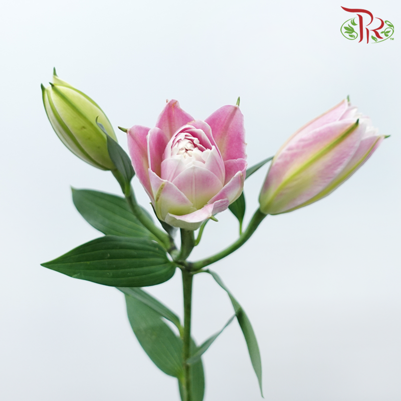 Rose Lily - Ciara / Mara Love / Gentle Breeze / Red Ribbon 3+ (5 Stems)-Pink-China-prflorist.com.my
