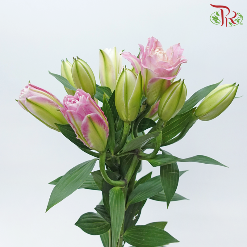 Rose Lily - Ciara / Mara Love / Gentle Breeze / Red Ribbon 3+ (5 Stems)-Pink-China-prflorist.com.my