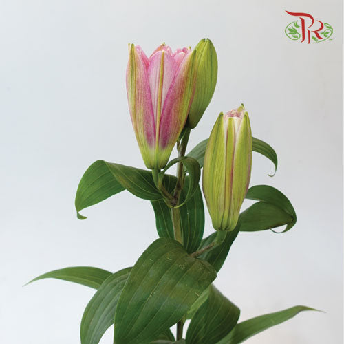 Rose Lily - Diana / Lotus Elegant / Lafite Pink/ Red Honey/ Doubel Drill (Pink) +3 (5 Stems)-Pink-China-prflorist.com.my