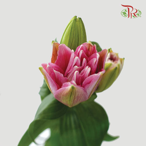 Rose Lily - Diana / Lotus Elegant / Lafite Pink/ Red Honey (Pink) +3 (5 Stems)-Pink-China-prflorist.com.my