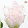 Rose Lily - Ice Queen 3+ (5 Stems)-White With Pink Line-China-prflorist.com.my