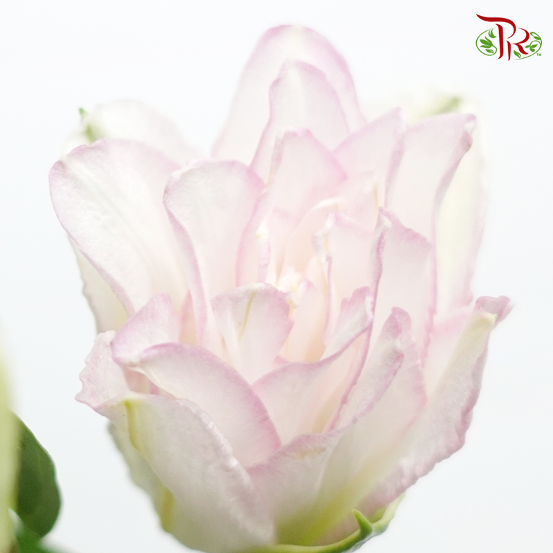 Rose Lily - Ice Queen 4+ (5 Stems)-White With Pink Line-China-prflorist.com.my