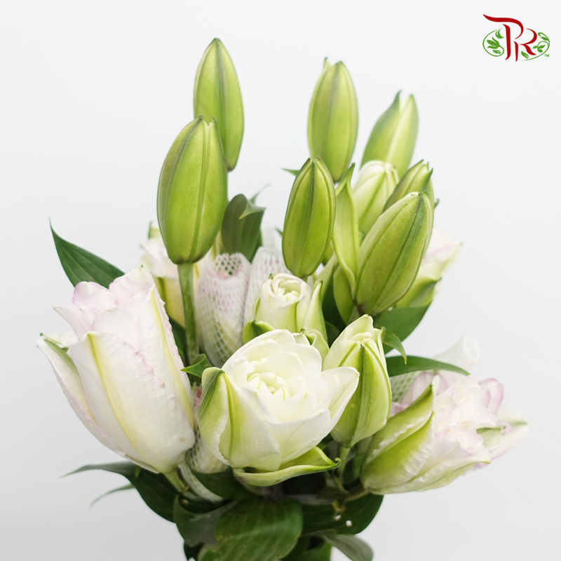Rose Lily - Ice Queen 4+ (5 Stems)-White With Pink Line-China-prflorist.com.my