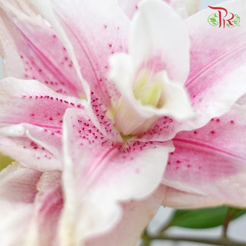 Rose Lily - Issabella 3+ (5 Stems)-Pink-China-prflorist.com.my