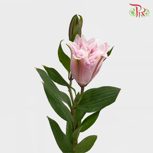 Rose Lily - Issabella 3+ (5 Stems)-Pink-China-prflorist.com.my