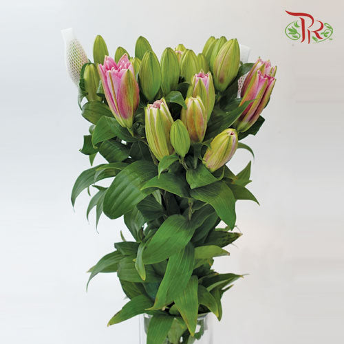 Rose Lily - Red Ribbon/ Youth/ Isabella +4 (5 Stems)-Pink-China-prflorist.com.my