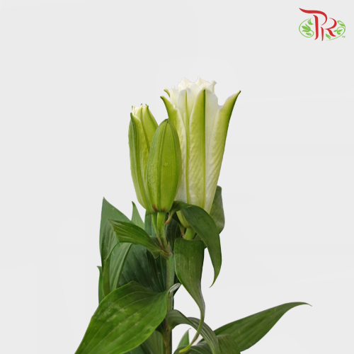 Rose Lily -Snowstorm/ Skies / Lafite White 4+ (5 Stems)-White-China-prflorist.com.my