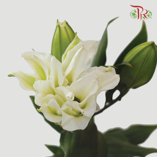 Rose Lily - Snowstorm / Snow White / Essar / Polaris 3+ (5 Stems)-White-China-prflorist.com.my