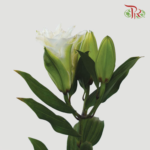 Rose Lily - Snowstorm / Snow White / Essar / Polaris 3+ (5 Stems)-White-China-prflorist.com.my