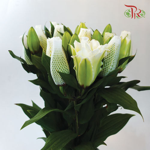 Rose Lily - Snowstorm / Snow White / Essar / Polaris 3+ (5 Stems)-White-China-prflorist.com.my