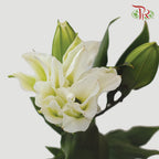 Rose Lily - Snowstorm / Snow White / Essar / Polaris / Skis 3+ (5 Stems)-White-China-prflorist.com.my