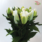 Rose Lily - Snowstorm / Snow White / Essar / Polaris / Skis 3+ (5 Stems)-White-China-prflorist.com.my