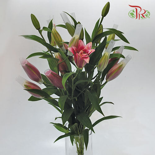 Rose Lily Viola/Elena/Clara Pink - 4 + - (5 Stems)-Pink-Vietnam-prflorist.com.my