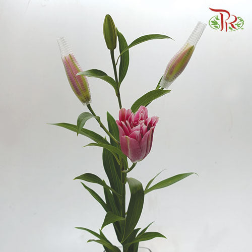 Rose Lily Viola/Elena/Clara Pink - 4 + - (5 Stems)-Pink-Vietnam-prflorist.com.my