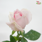 Rose - Local Pink Avalanche (10 Stems)-Pink-Malaysia-prflorist.com.my