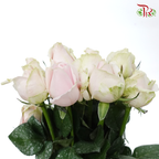 【Limited Time Deals】Roses (10 Stems) With Free Ecuador's  Baby's Breath / Eucalyptus