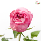 Rose - London Eye/Ladybro (10 Stems)-London Eye-China-prflorist.com.my