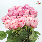 Rose - London Eye/Ladybro (10 Stems)-London Eye-China-prflorist.com.my