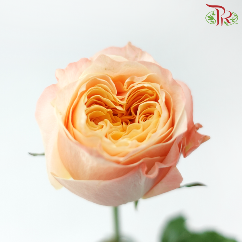 Rose Lovely Porcelain (No Net) - Dream In Sweetly (20 Stems)-China-prflorist.com.my