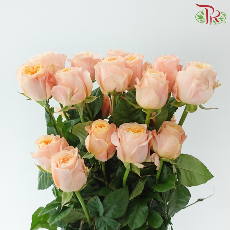 Rose Lovely Porcelain (No Net) - Dream In Sweetly (20 Stems)-China-prflorist.com.my