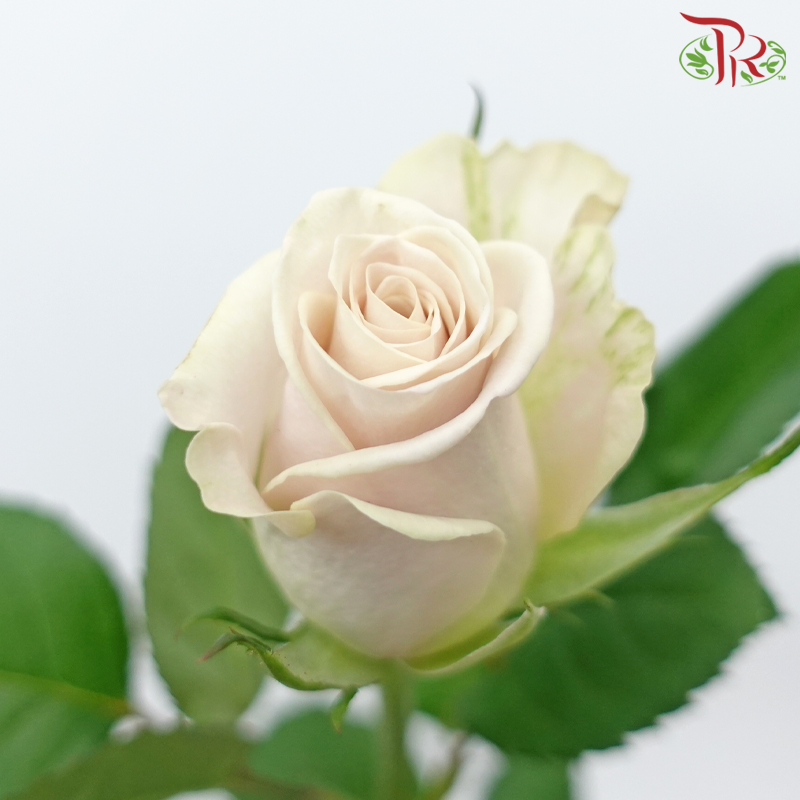 【Limited Time Deals】Roses (10 Stems) With Free Ecuador's  Baby's Breath / Eucalyptus