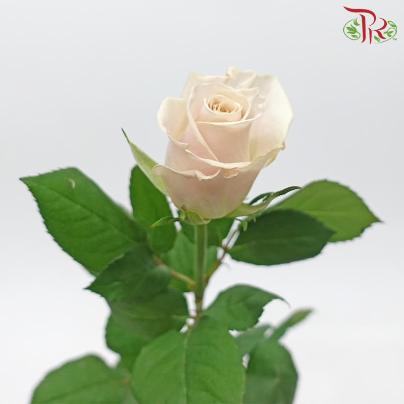 Rose - Manta Light Brown (20 Stems)-Manta-China-prflorist.com.my