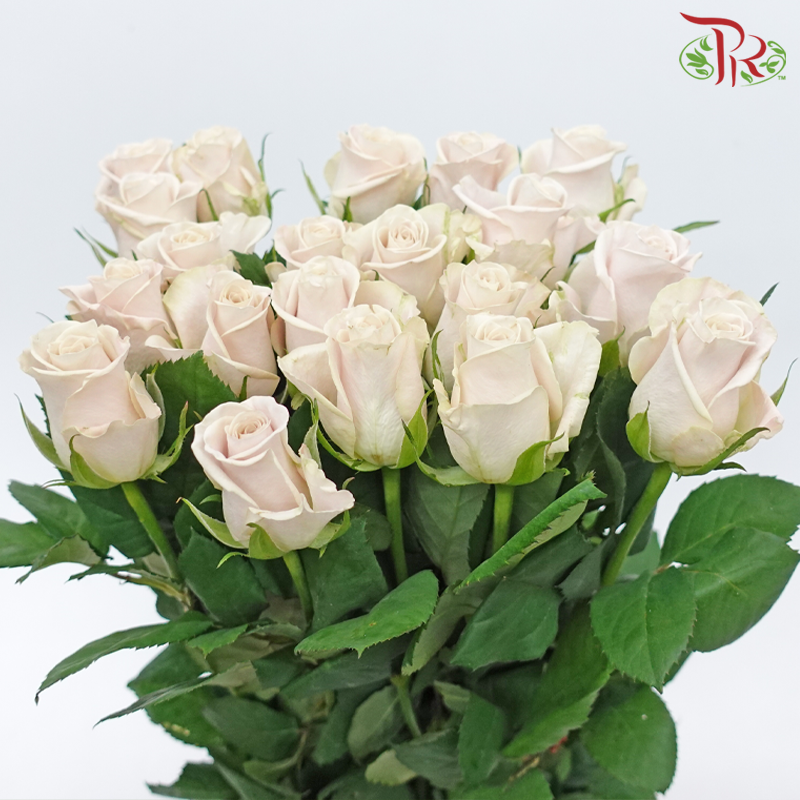 【Limited Time Deals】Roses (10 Stems) With Free Ecuador's  Baby's Breath / Eucalyptus