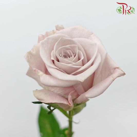 Rose - Manta Pale Lavender (10 Stems)-Manta-China-prflorist.com.my