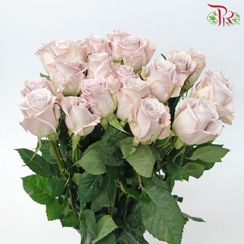 Rose - Manta Pale Lavender (10 Stems)-Manta-China-prflorist.com.my