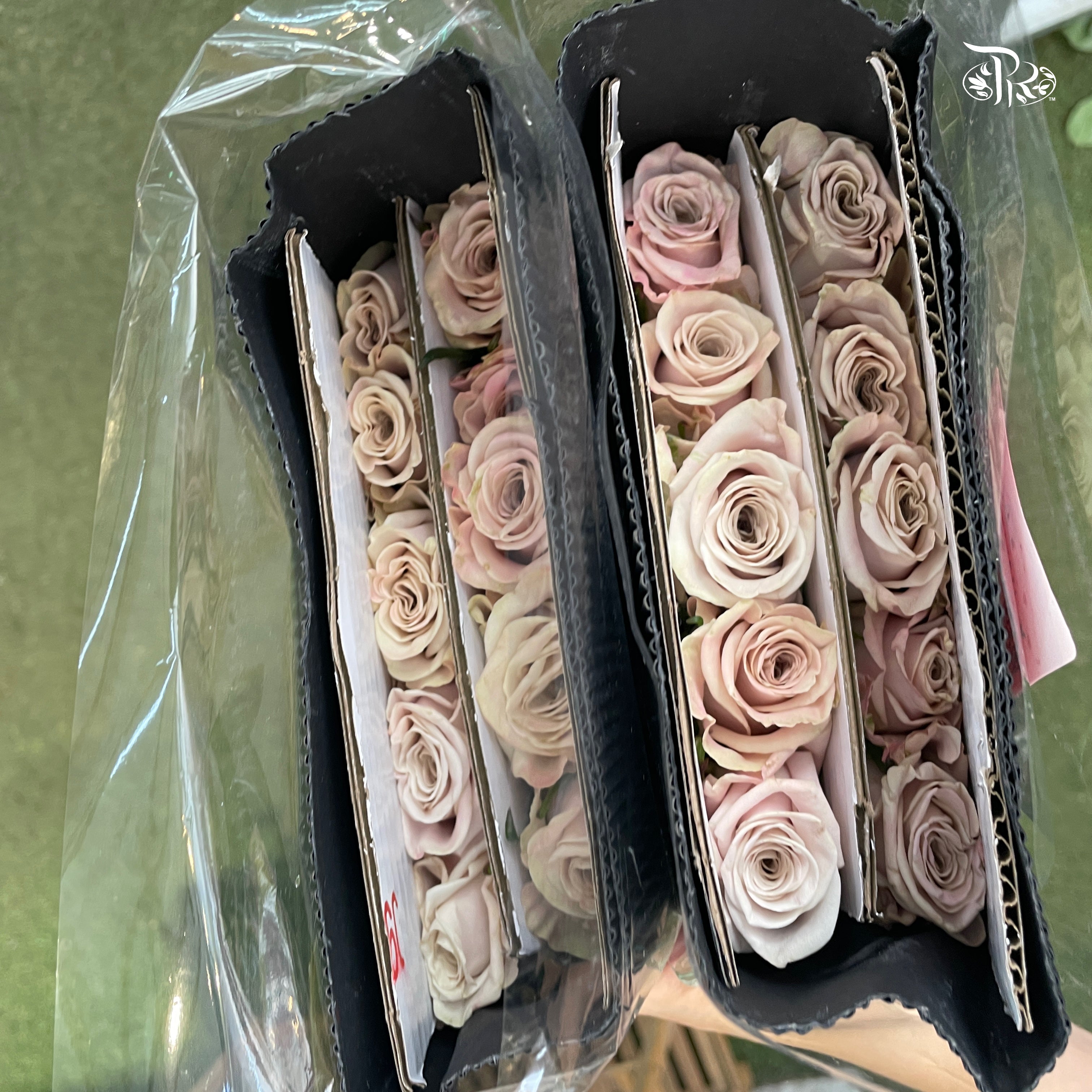 Rose - Manta Pale Lavender (10 Stems)-Manta-China-prflorist.com.my