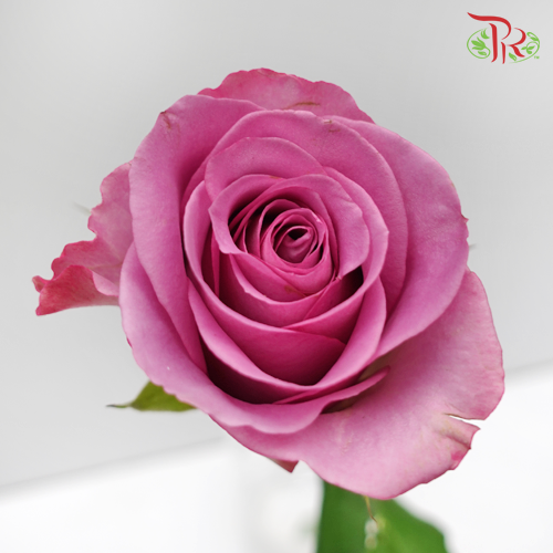 Rose - Mascara Lavender (10 Stems)-Purple-China-prflorist.com.my