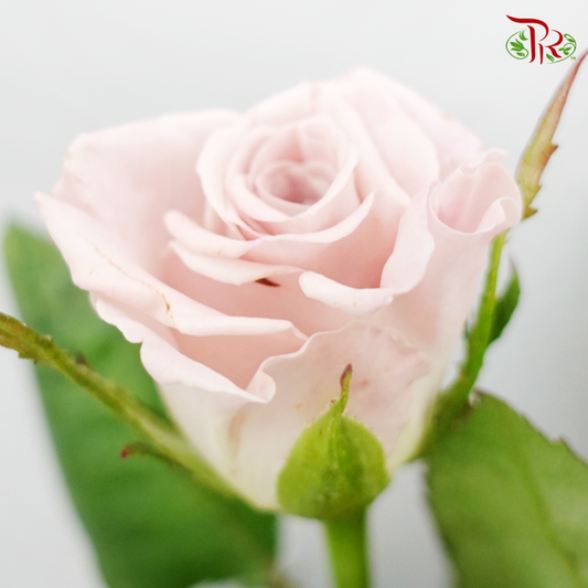 Rose - Menta (10 Stems)-Kenya-prflorist.com.my