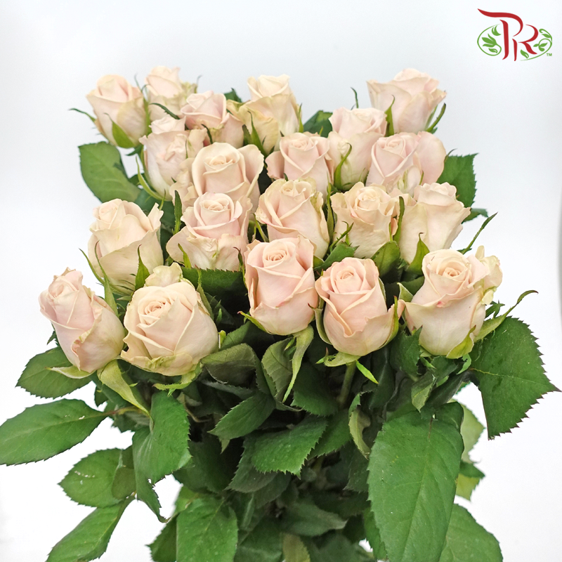 Rose Menta - Vintage / Light Brown (20 Stems)-Vintage Manta-China-prflorist.com.my