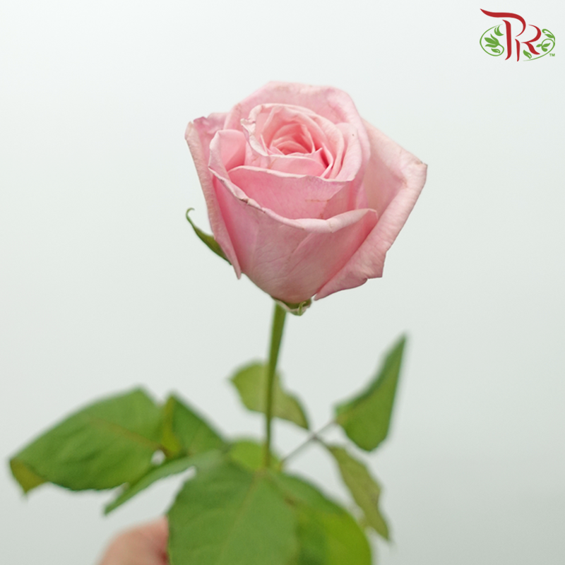 Rose - (mild scented) Litchi Pink (10 Stems)-Litchi Pink-China-prflorist.com.my