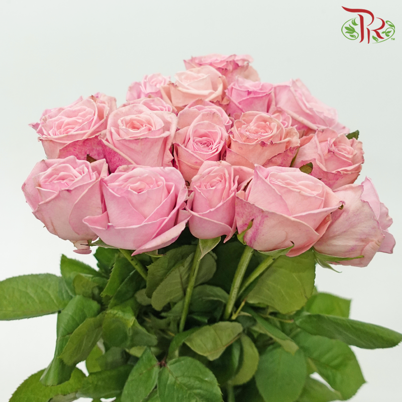 Rose - (mild scented) Litchi Pink (10 Stems)-Litchi Pink-China-prflorist.com.my