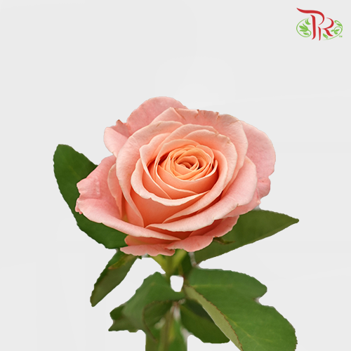 Rose - Miss Piggy (10 Stems)-Pink-China-prflorist.com.my