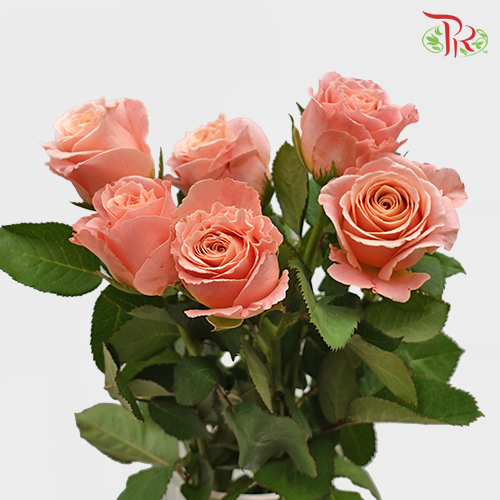 Rose - Miss Piggy (10 Stems)-Pink-China-prflorist.com.my