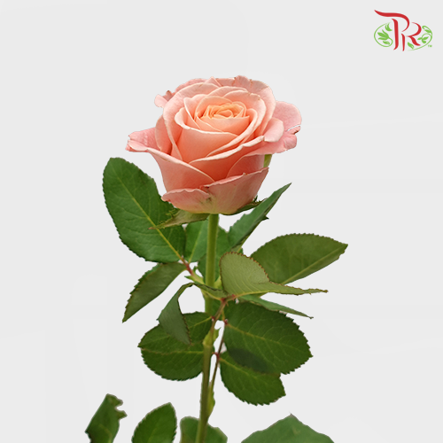 Rose - Miss Piggy (10 Stems)-Pink-China-prflorist.com.my