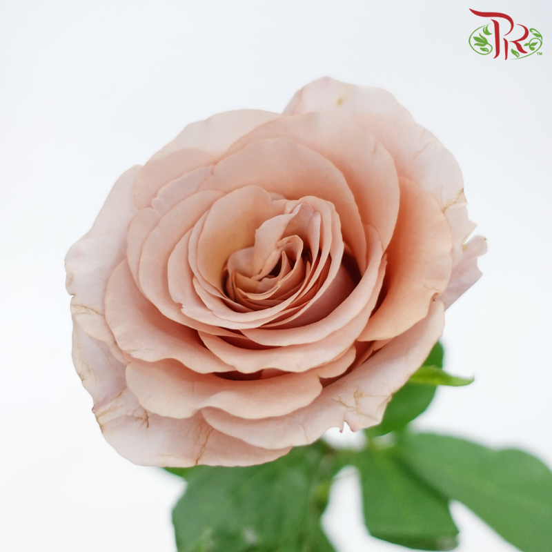 Rose - Moab (10 Stems)-Moab-China-prflorist.com.my