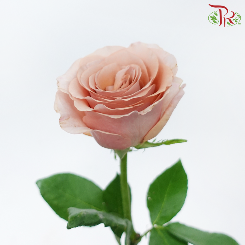 Rose - Moab (10 Stems)-Moab-China-prflorist.com.my