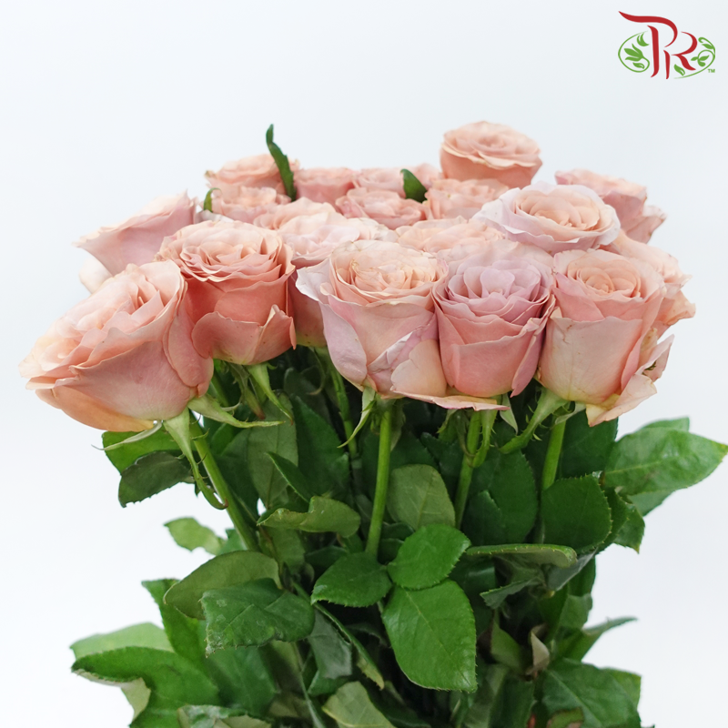 Rose - Moab (10 Stems)-Moab-China-prflorist.com.my