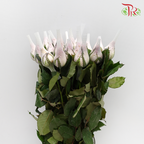 Rose Netting (AA) - Lilac (20 Stems)-Lilac-Malaysia-prflorist.com.my