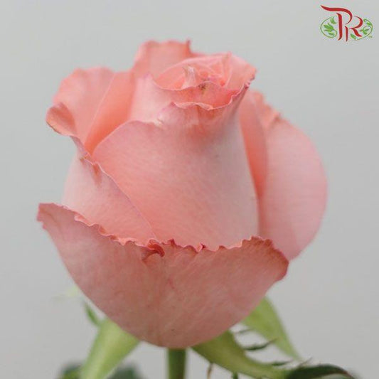 Rose Netting (AA) - Pink (19-20 Stems)-Pink-Malaysia-prflorist.com.my